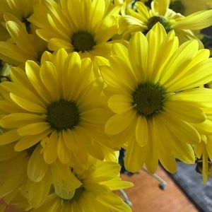 Meet your Posher, Paula